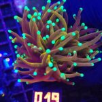 Euphyllia glabrescens indo gold 3h (019)