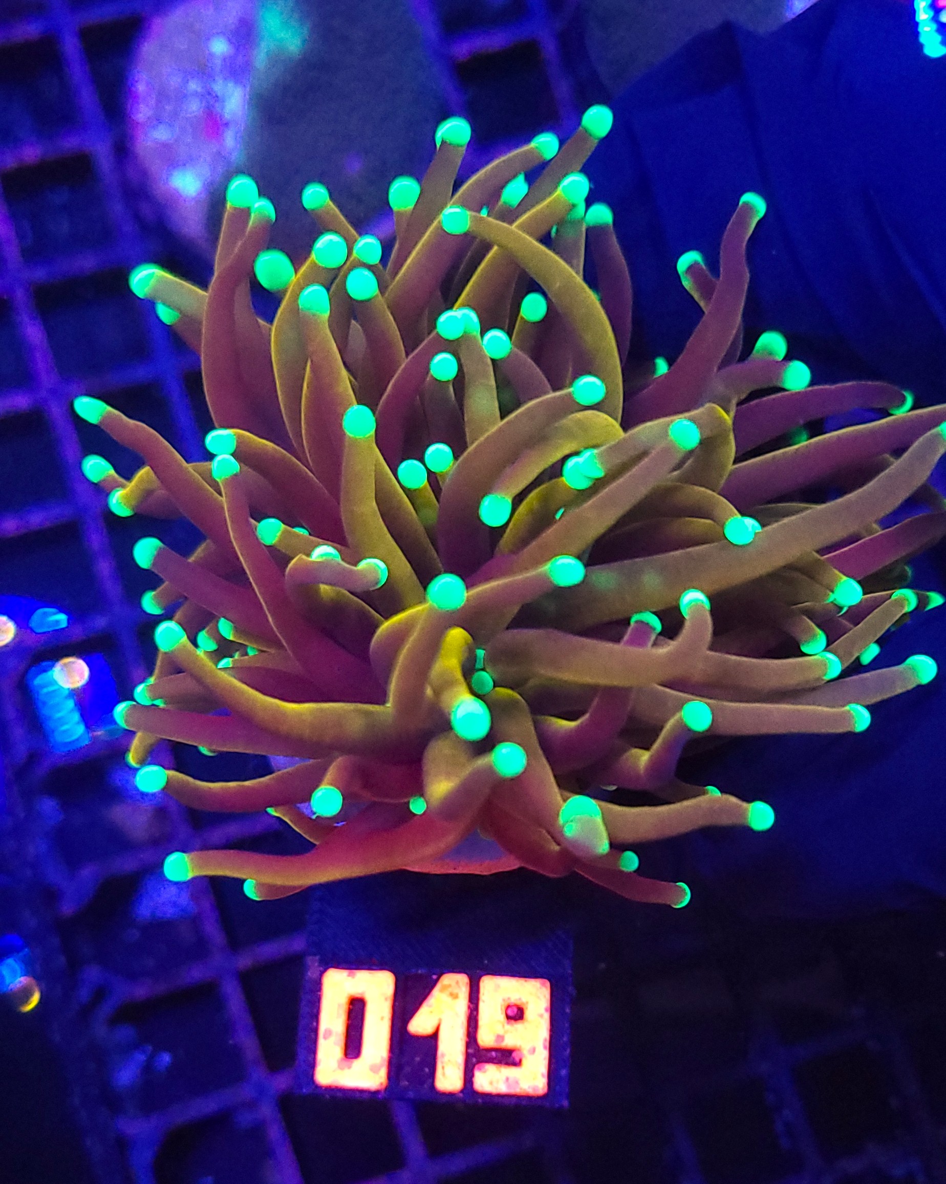 019 Euphyllia glabrescens indo gold 3h (019) - obrazek 1