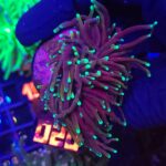 Euphyllia glabrescens black dragon 2h (020)