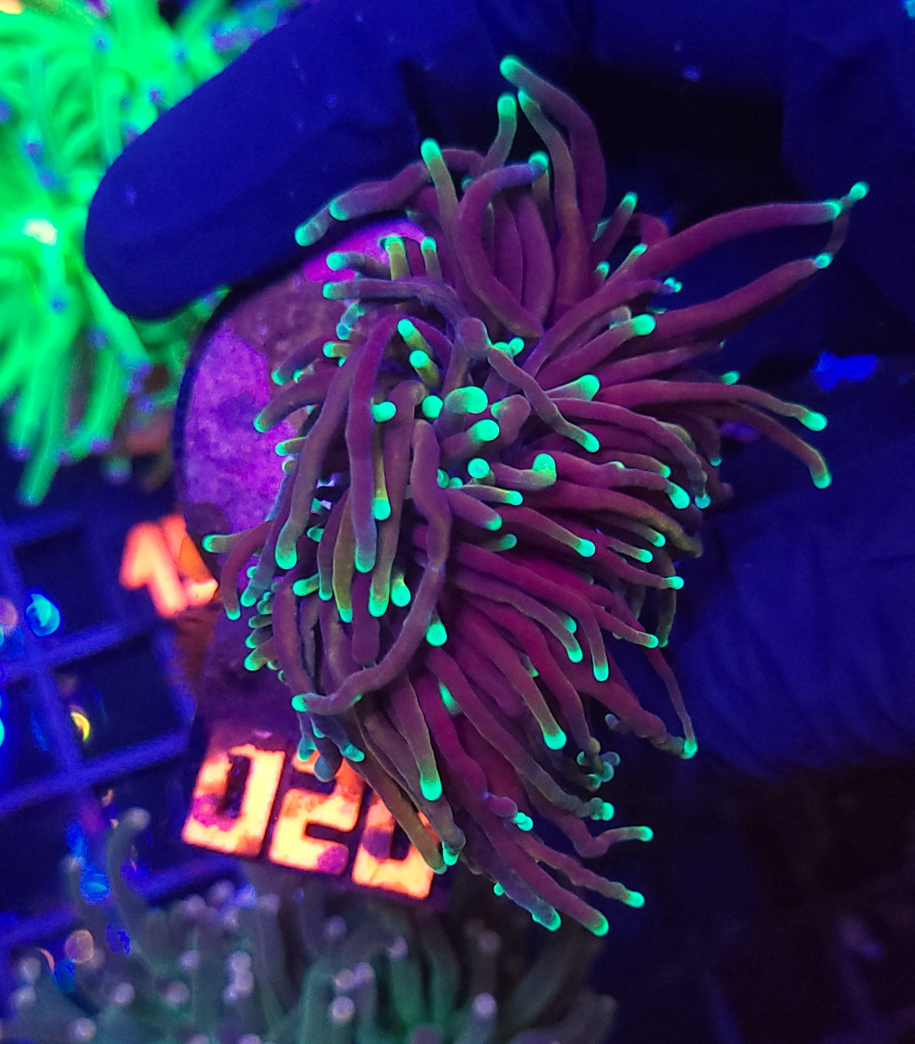 020 Euphyllia glabrescens black dragon 2h (020) - obrazek 1