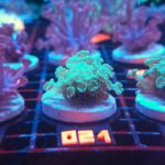 Alveopora Green (021)