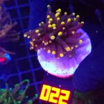 Euphyllia glabrescens Yellow Tip 1h (022)