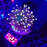 Euphyllia glabrescens Yellow Tip 1h (022)