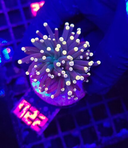 Euphyllia glabrescens Yellow Tip 1h (022)