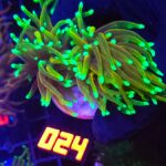 Euphyllia glabrescens Hellfire 2h (024)