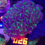 Euphyllia paraancora Purple tip 3h (026)