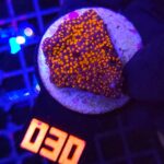 Montipora danae „RAINBOW” (030)