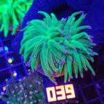 Euphyllia glabrescens green blue tip 2h (039)