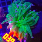 Euphyllia glabrescens toxic green 2h (039)