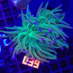 Euphyllia glabrescens green blue tip 2h (039)