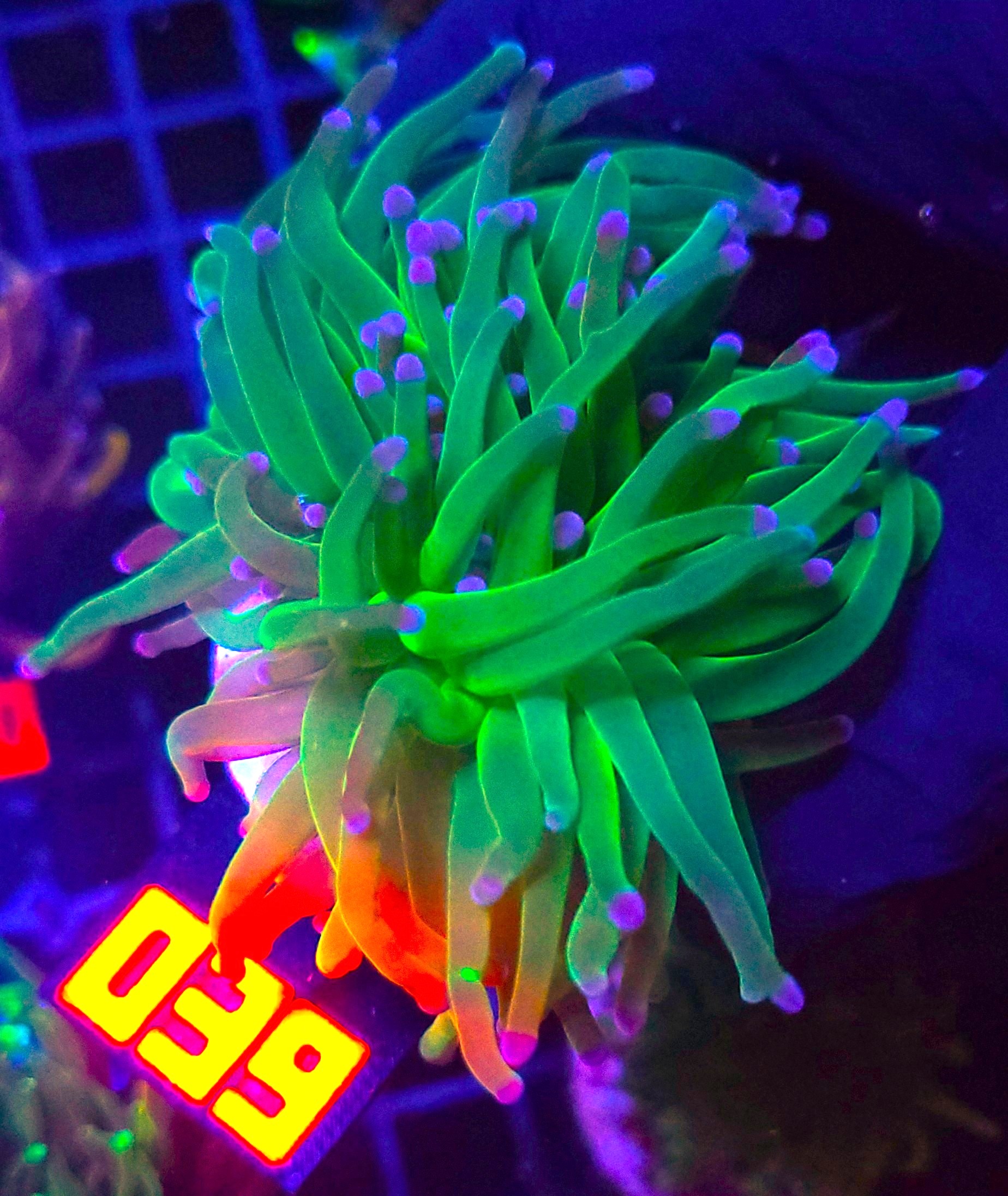 039 Euphyllia glabrescens toxic green 2h (039) - obrazek 1