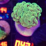 Euphyllia paraancora GOLD 2h (043)