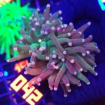 Euphyllia glabrescens Lavender Torch 2h (042)