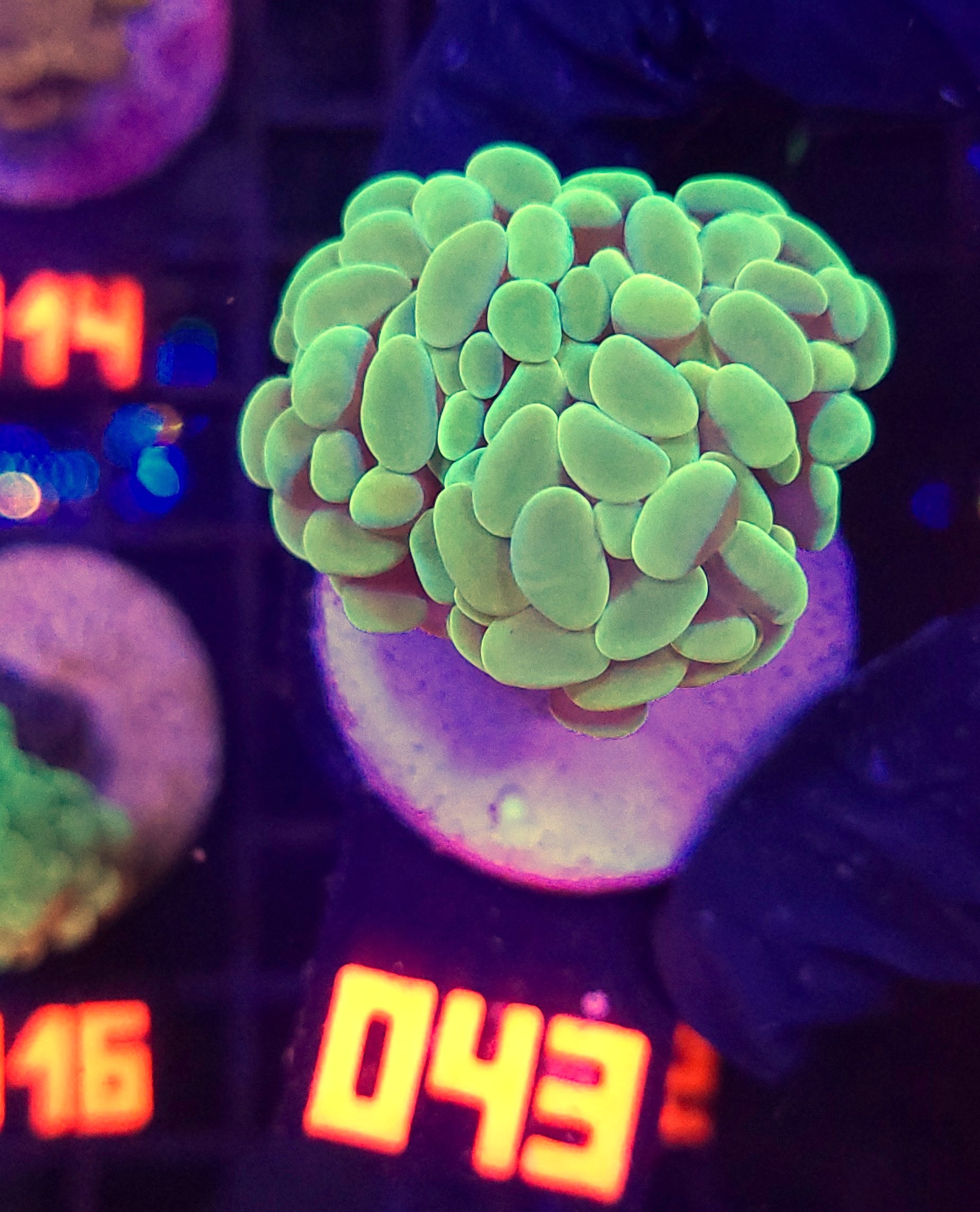 043 Euphyllia paraancora GOLD 2h (043) - obrazek 1