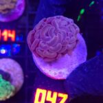 Euphyllia paraancora Pink 1h (047)