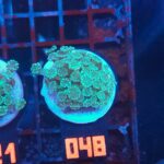 Alveopora Green (048)