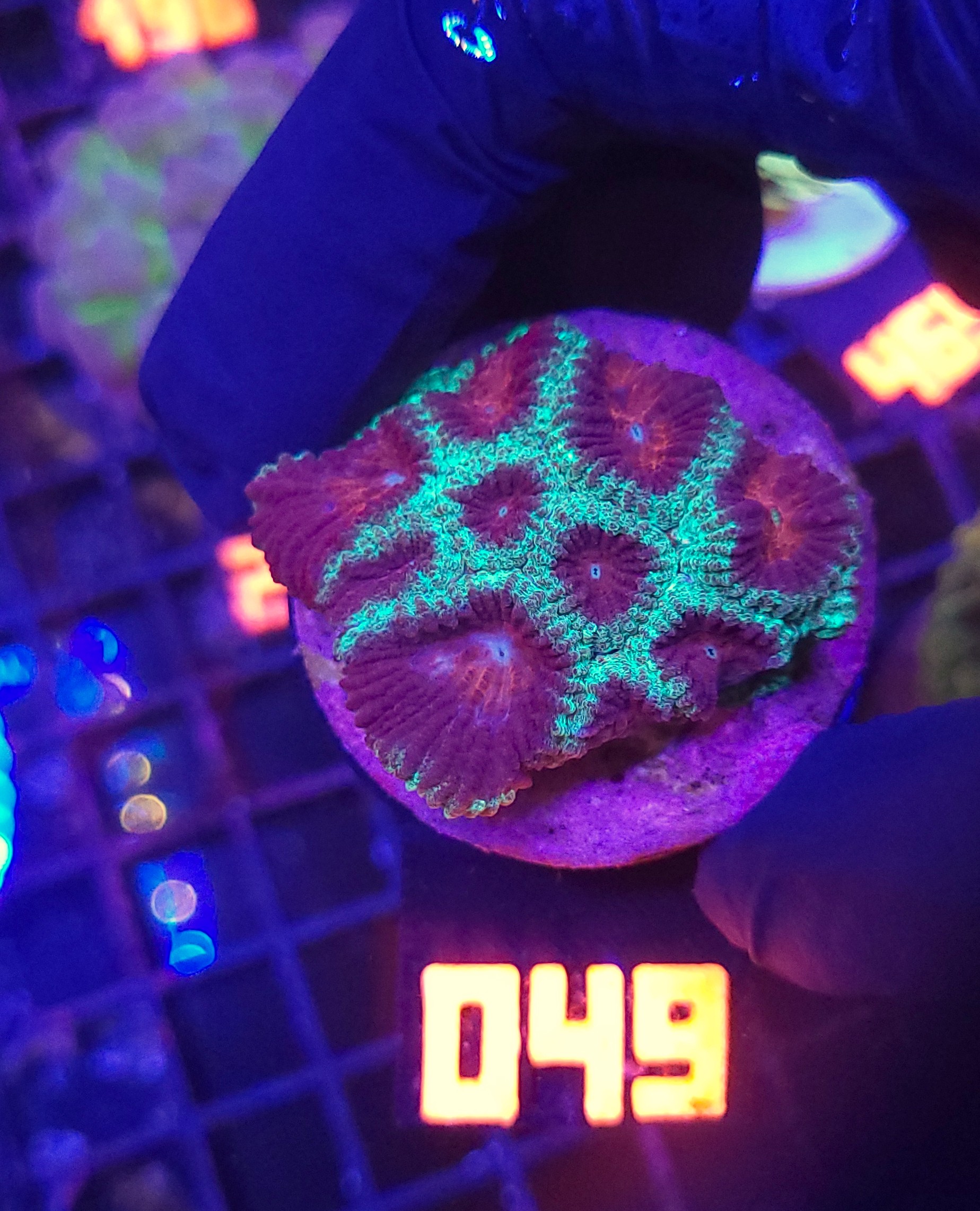 049 Favia pallida "Moon" (049) - obrazek 1