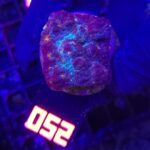 Mycedium elephantotus (052)