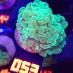 Euphyllia paraancora 2h (053)