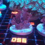 Goniopora lobata DARK MAGENTA (056)