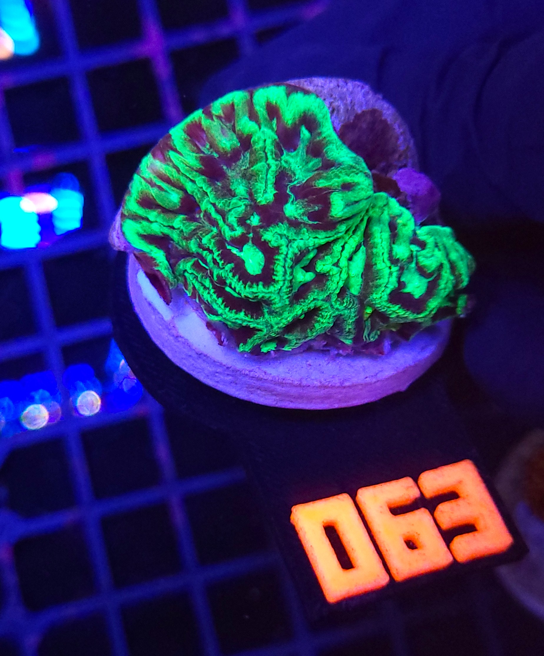 063 Goniastrea Green Eyed (063) - obrazek 1