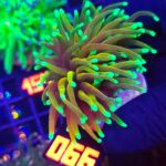 Euphyllia glabrescens Hellfire 1h (066)