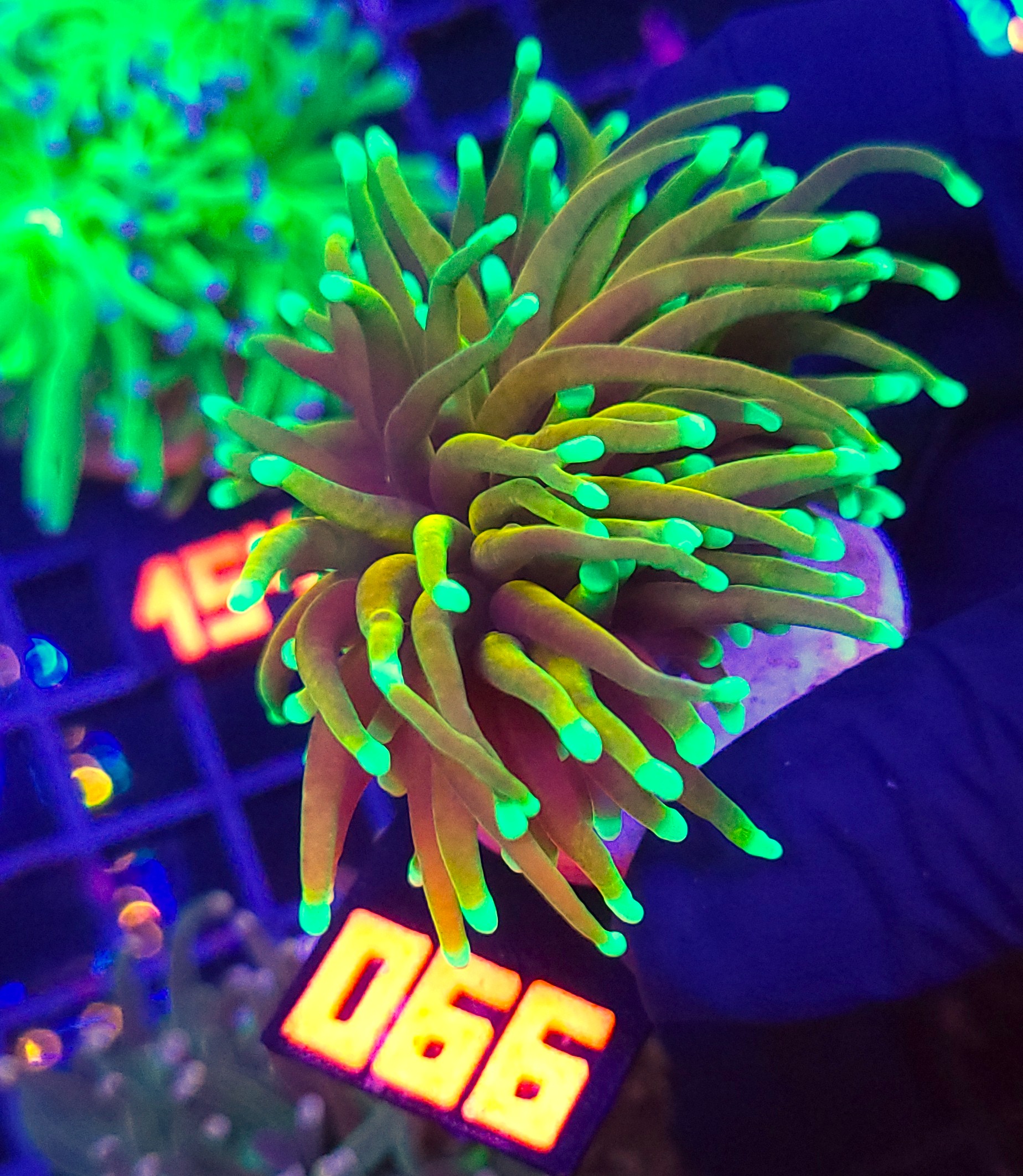 066 Euphyllia glabrescens Hellfire 1h (066) - obrazek 1