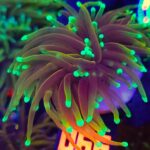 Euphyllia glabrescens dragon soul 2h (066)