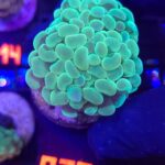 Euphyllia paraancora 2h (075)