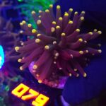 Euphyllia glabrescens Yellow Tip 1h (079)