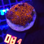 Montipora danae „RAINBOW” (081)