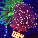 Euphyllia glabrescens Yellow Tip 2h (084)