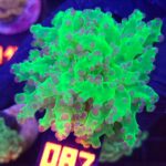 Euphyllia paradivisa purple tip 1h (087)