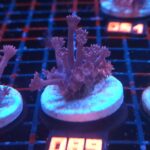 Goniopora lobata DARK MAGENTA (089)