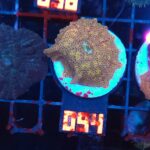 Discosoma Leopard (094)