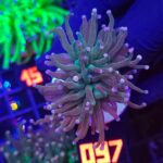 Euphyllia glabrescens Lavender Torch 2h (097)