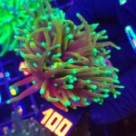 Euphyllia glabrescens Hellfire 1h (100)