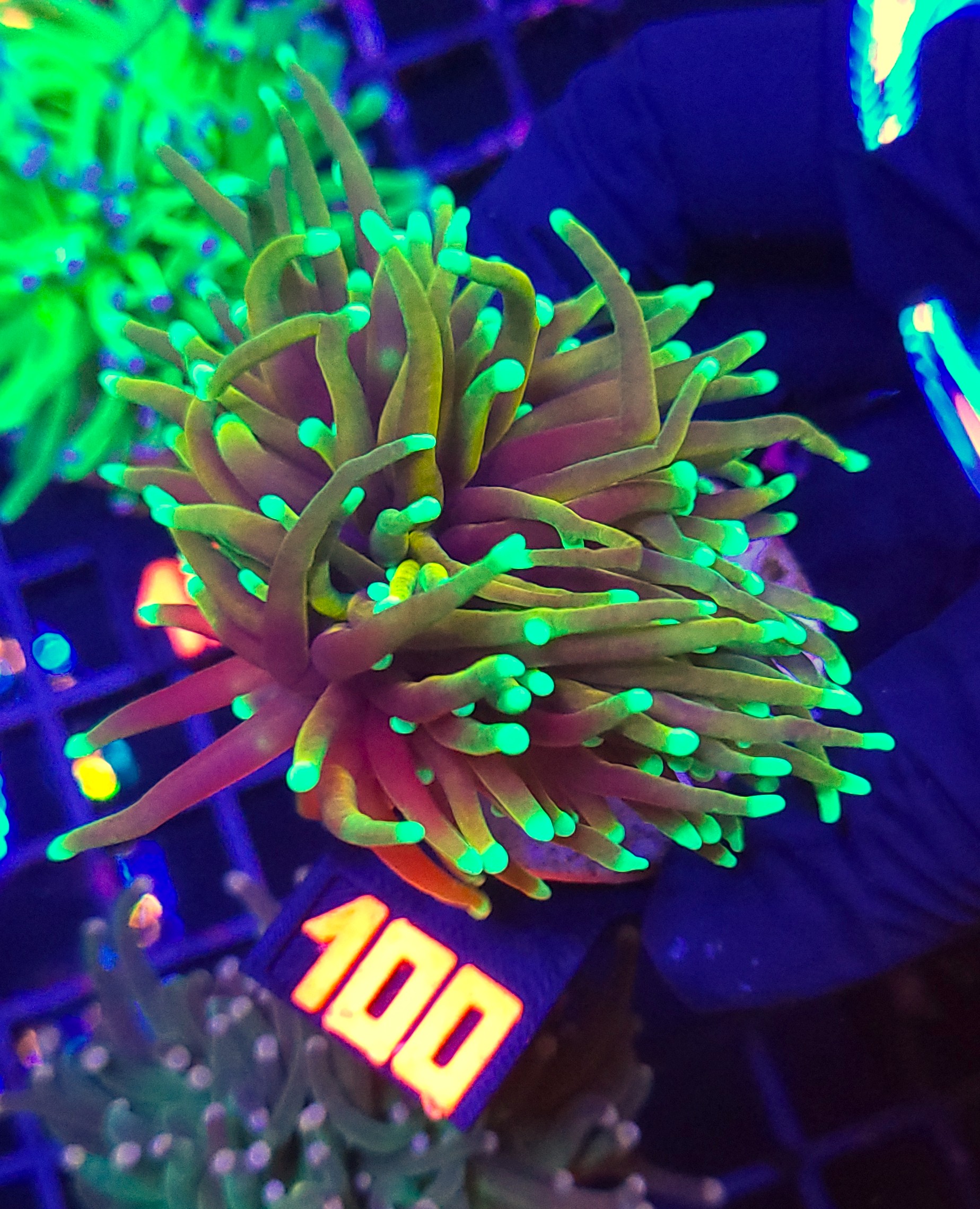 100 Euphyllia glabrescens Hellfire 1h (100) - obrazek 1