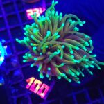 Euphyllia glabrescens Hellfire 1h (100)