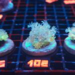 Goniopora Fluo (102)