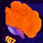 Montipora Capricornis Red (107)