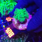 Euphyllia glabrescens Blueberry 1h (108)