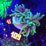 Euphyllia glabrescens dragon soul 2h (109)