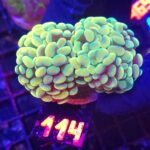 Euphyllia paraancora 2h (114)