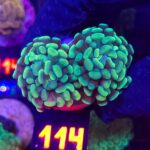 Euphyllia paraancora 2h (114)