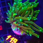 Euphyllia glabrescens Hellfire 1h (119)