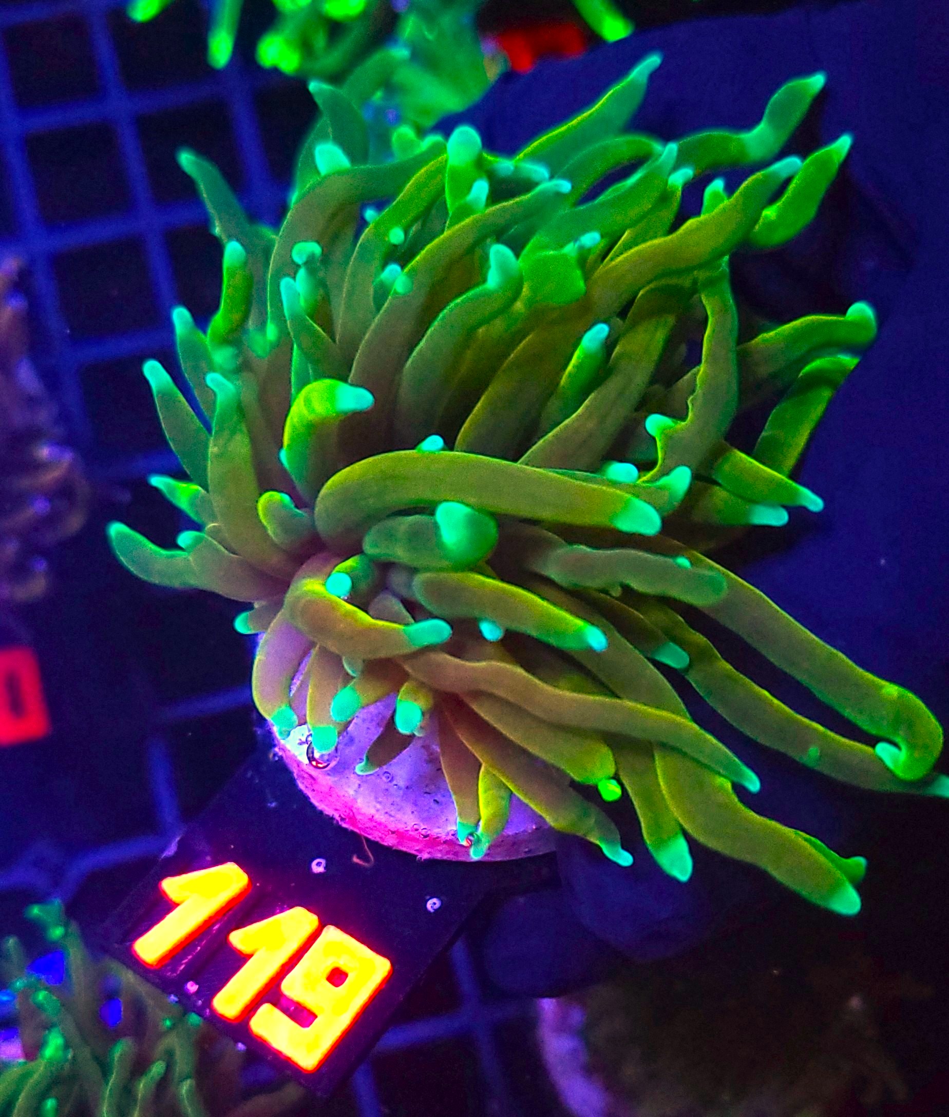 119 Euphyllia glabrescens Hellfire 1h (119) - obrazek 1