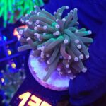 Euphyllia glabrescens Lavender Torch 2h (138)