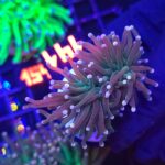 Euphyllia glabrescens Lavender Torch 2h (141)