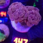 Euphyllia paraancora Pink 2h (147)
